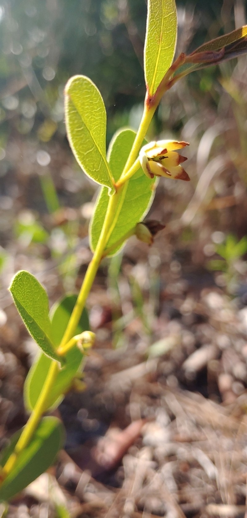 Rugel's False Pawpaw photo 5