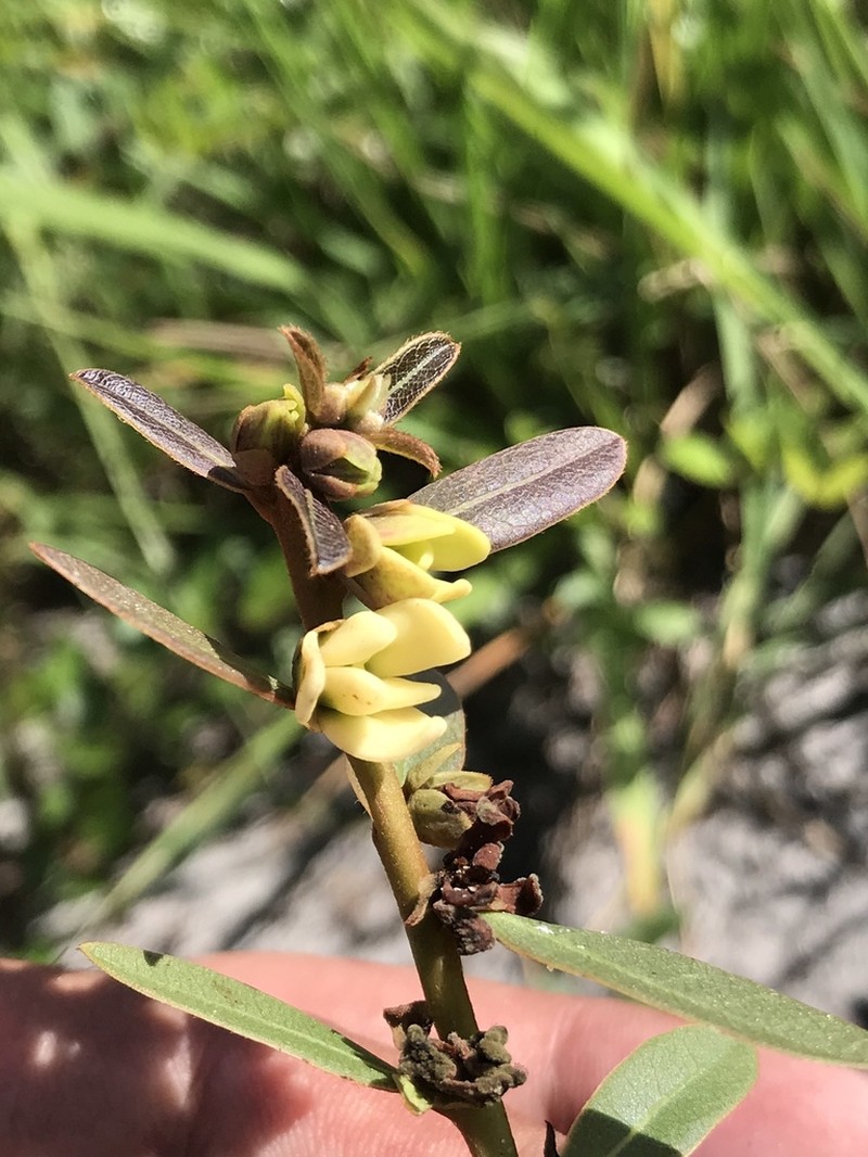 Rugel's False Pawpaw photo 6