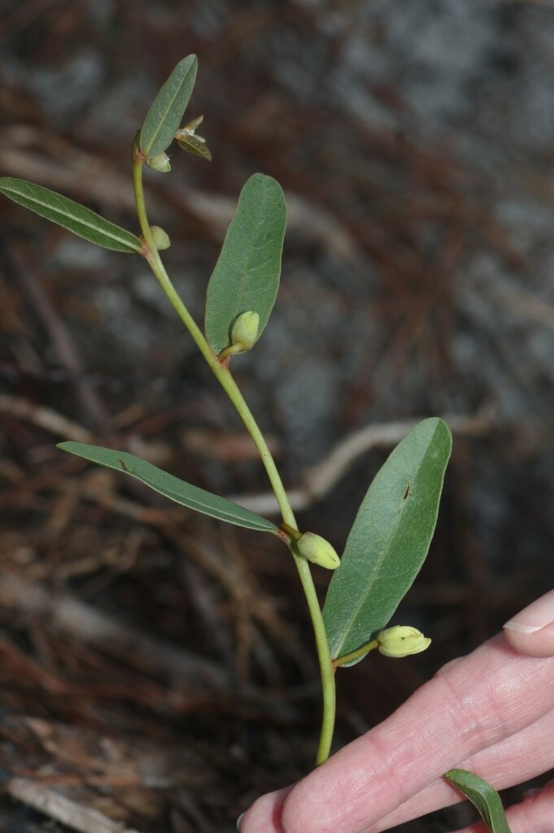 Rugel's False Pawpaw photo 7