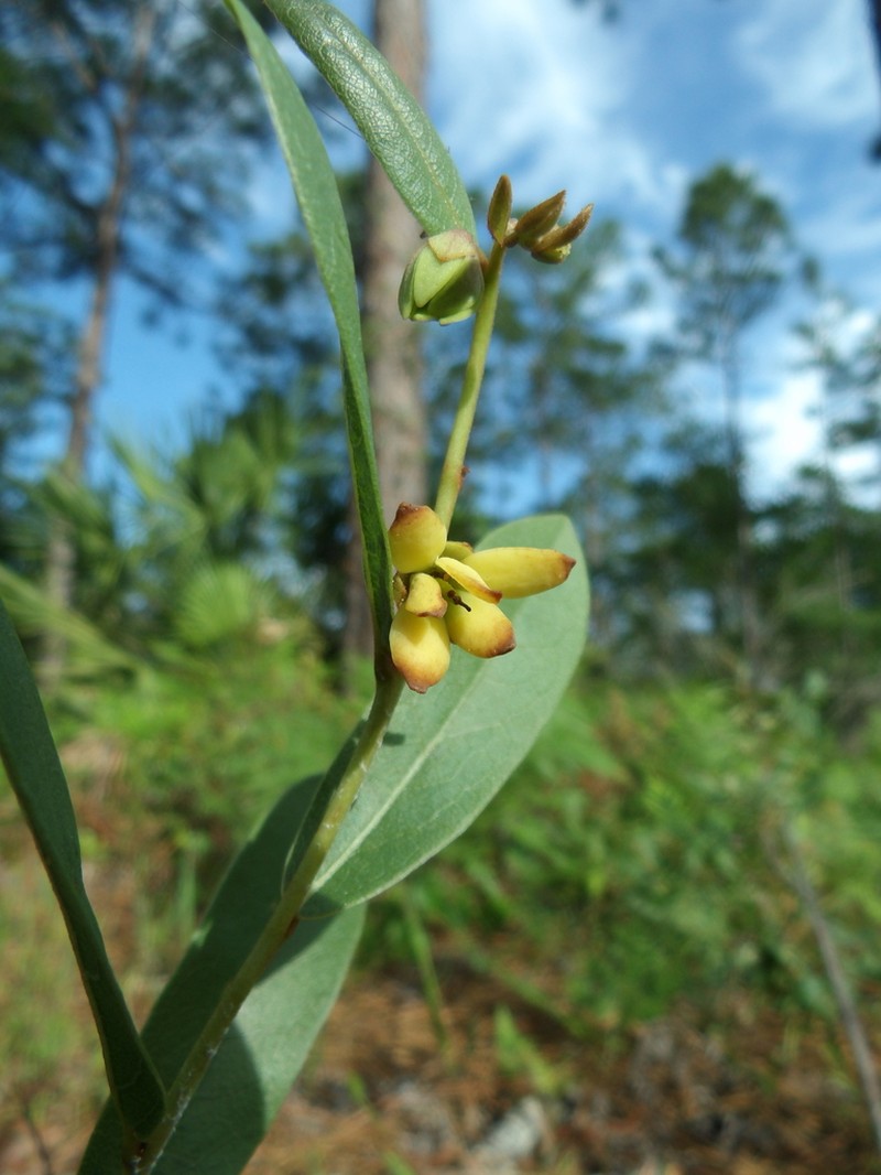 Rugel's False Pawpaw photo 8