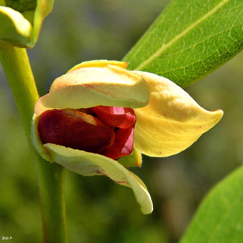 Fourpetal Pawpaw photo 3