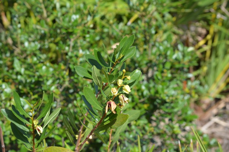 Fourpetal Pawpaw photo 6