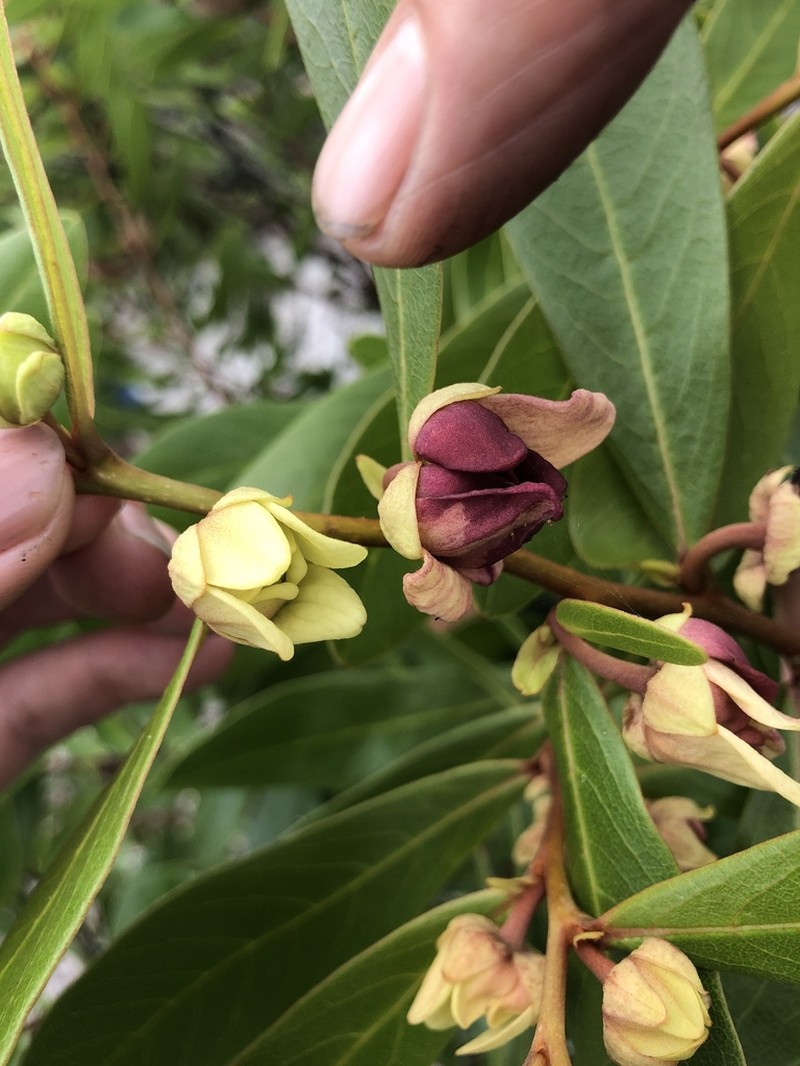 Fourpetal Pawpaw photo 7