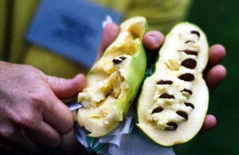 Pawpaw photo 2