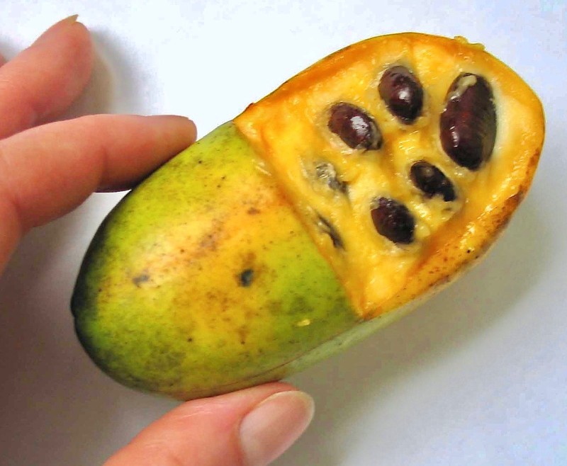 Pawpaw photo 3