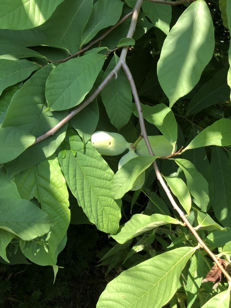 Pawpaw photo 4