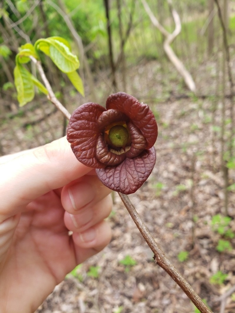 Pawpaw photo 5