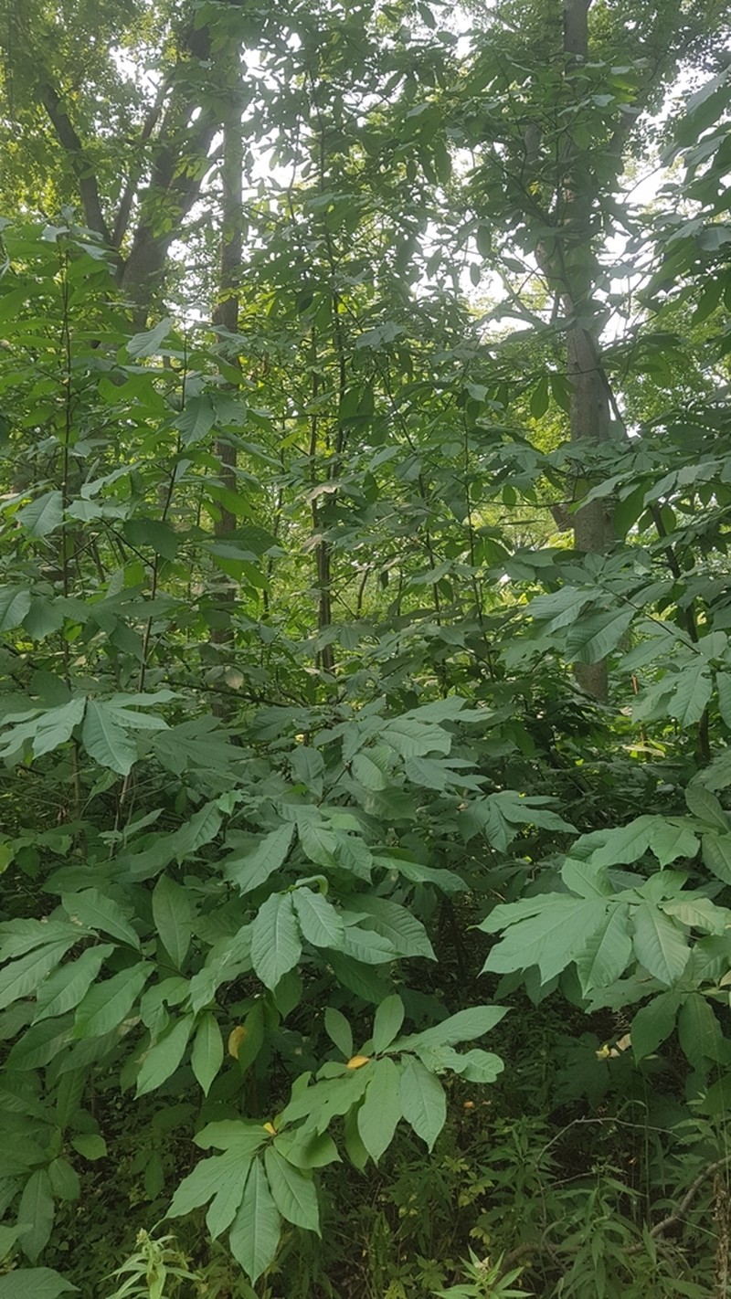 Pawpaw photo 6