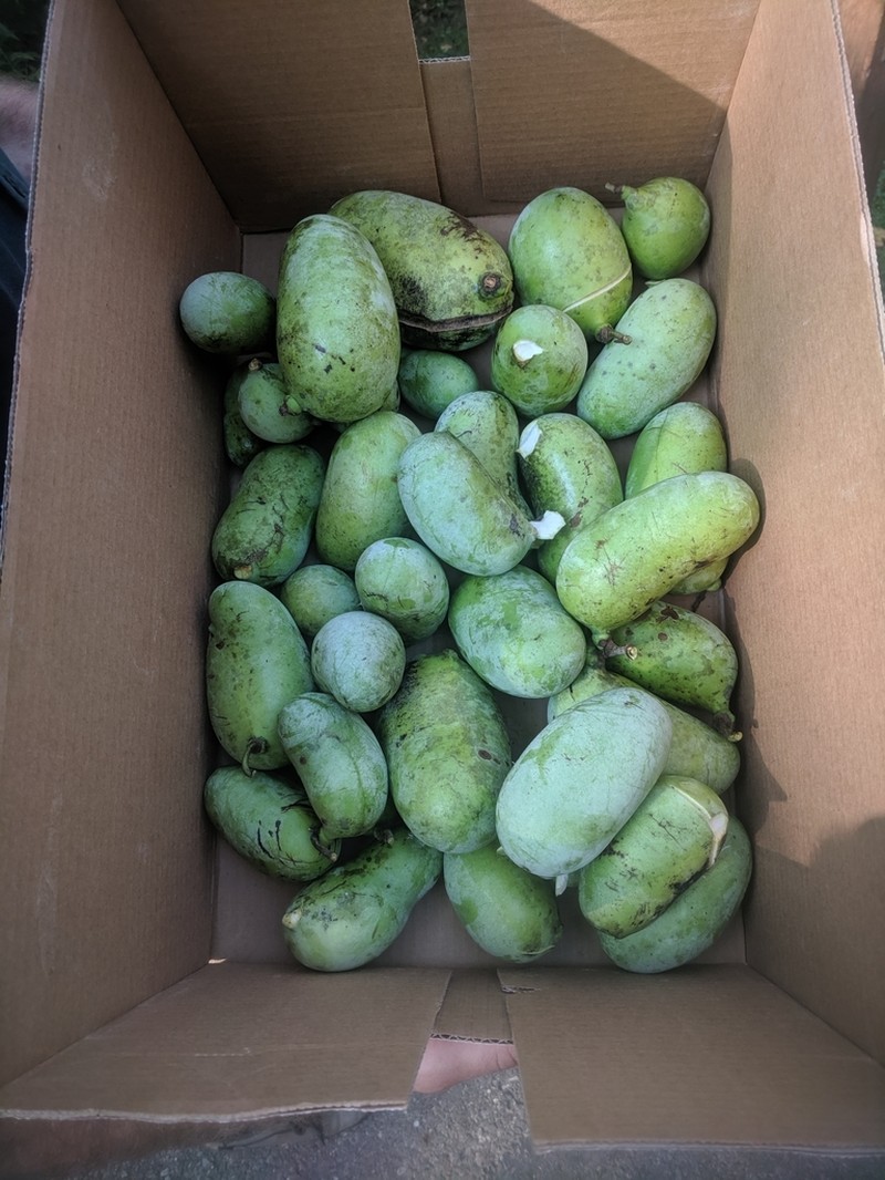 Pawpaw photo 7
