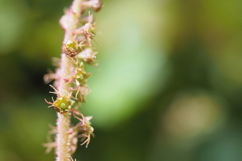 Asimitellaria acerina photo 2