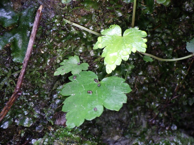 Asimitellaria acerina photo 3