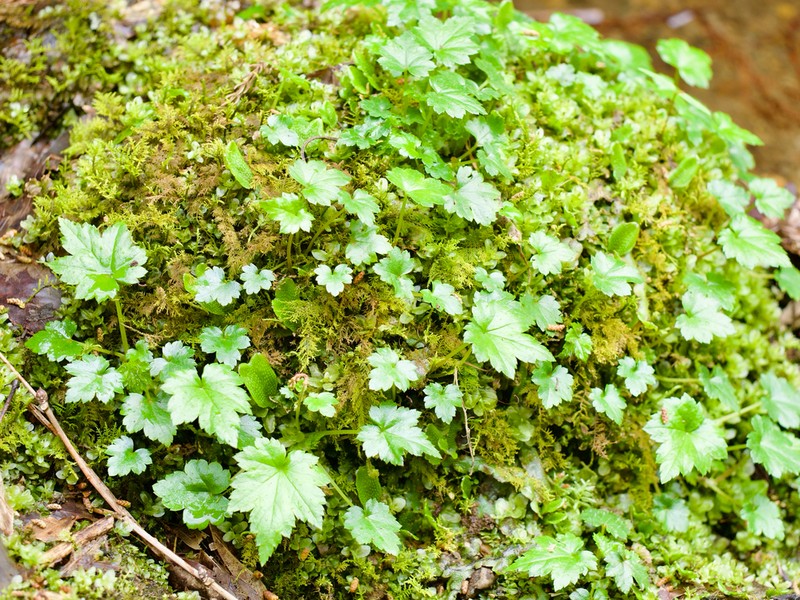 Asimitellaria acerina photo 4