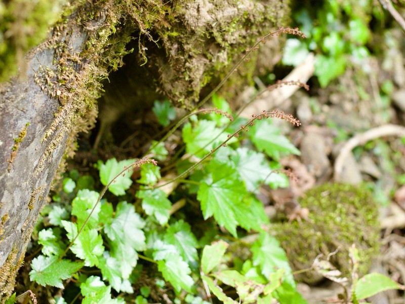 Asimitellaria acerina photo 5