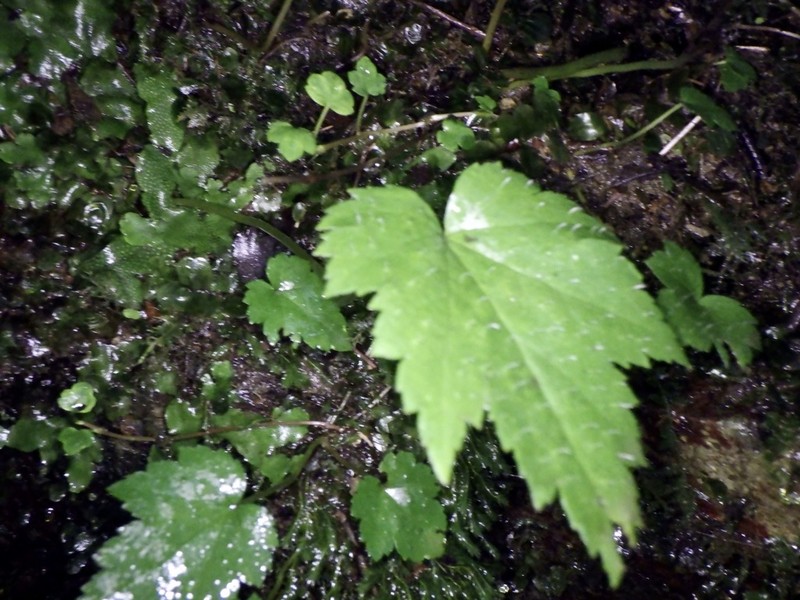 Asimitellaria acerina photo 6