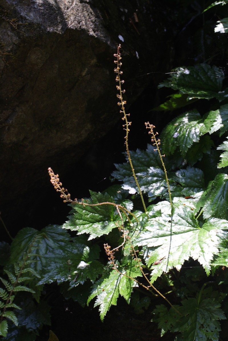 Asimitellaria acerina photo 8
