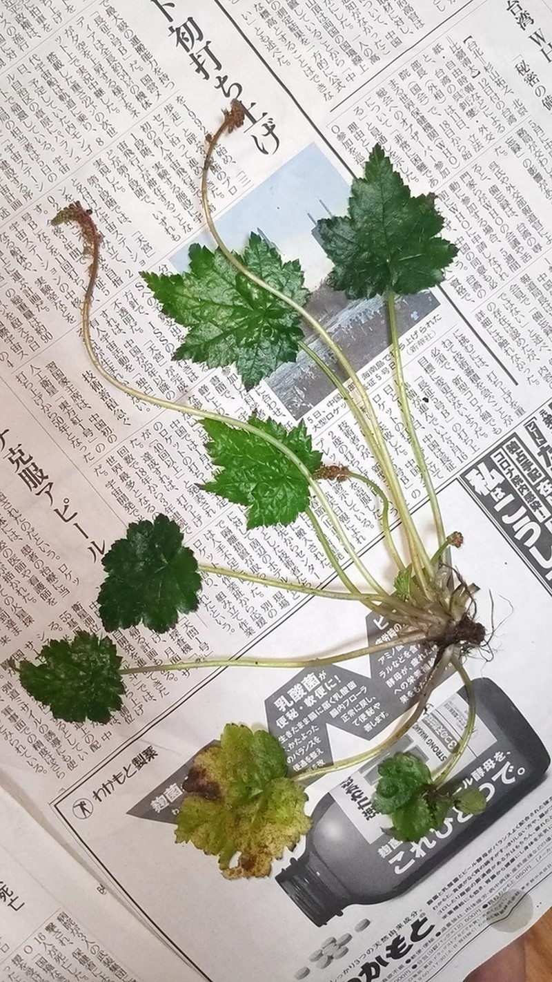 Asimitellaria acerina