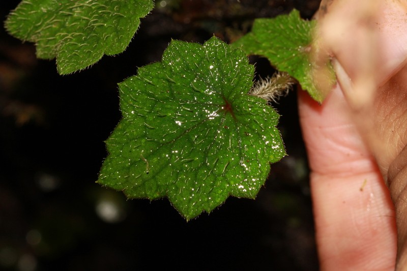 Asimitellaria amamiana