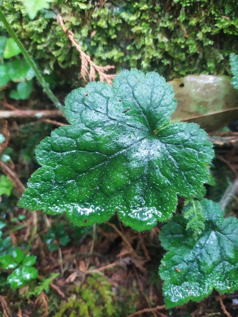 Asimitellaria formosana