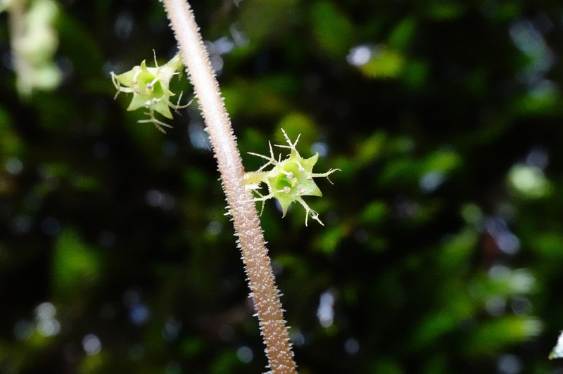 Asimitellaria formosana photo 2