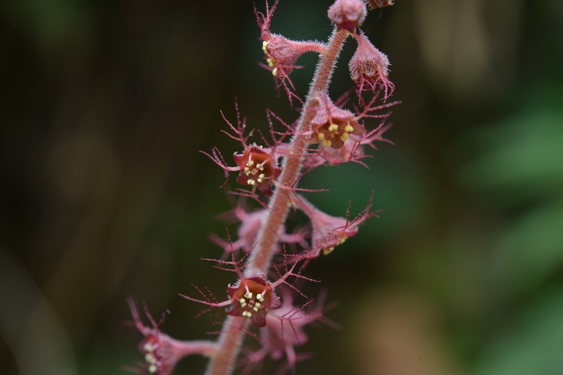 Asimitellaria formosana photo 3