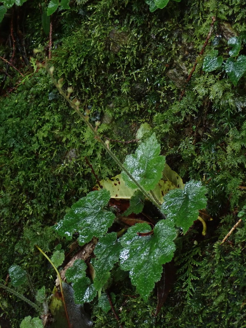 Asimitellaria formosana photo 5