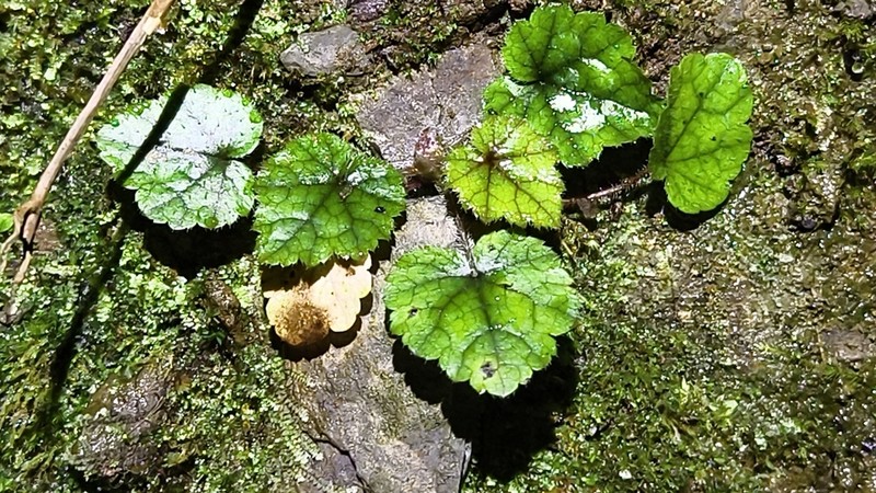 Asimitellaria formosana photo 6