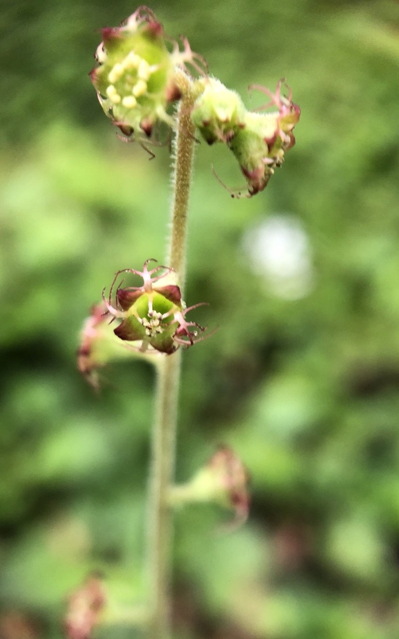 Asimitellaria formosana photo 7