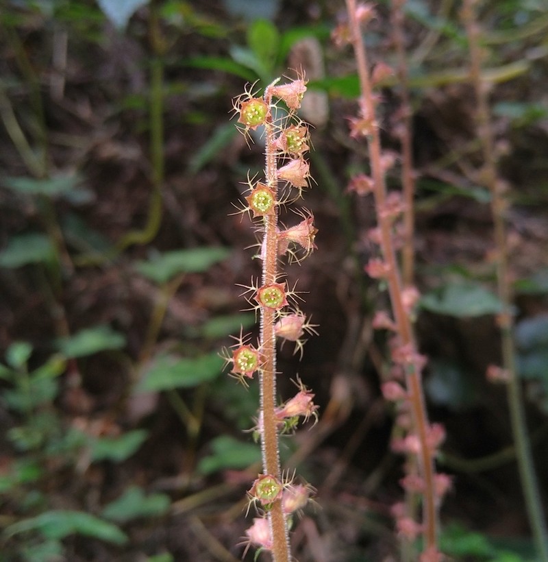 Asimitellaria formosana photo 8