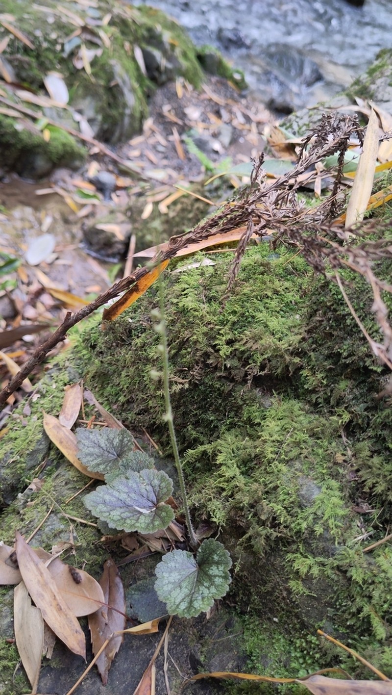 Asimitellaria furusei