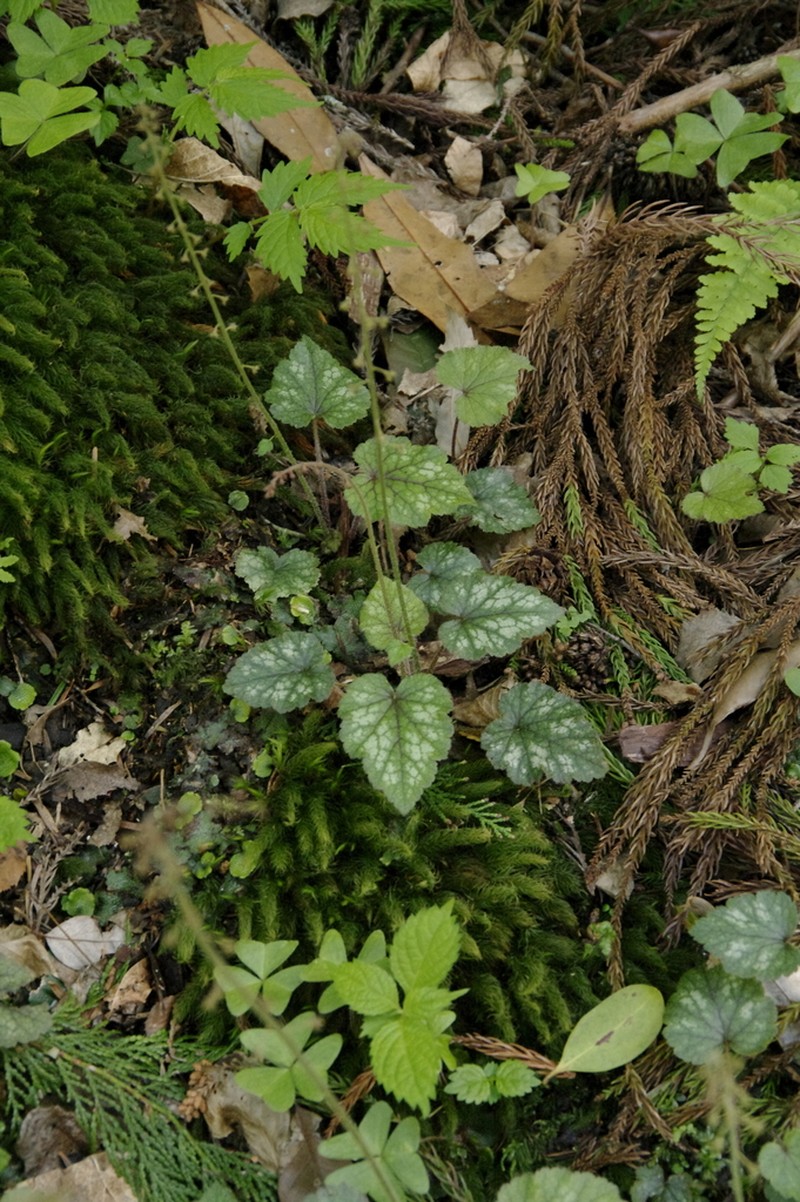 Asimitellaria furusei photo 2