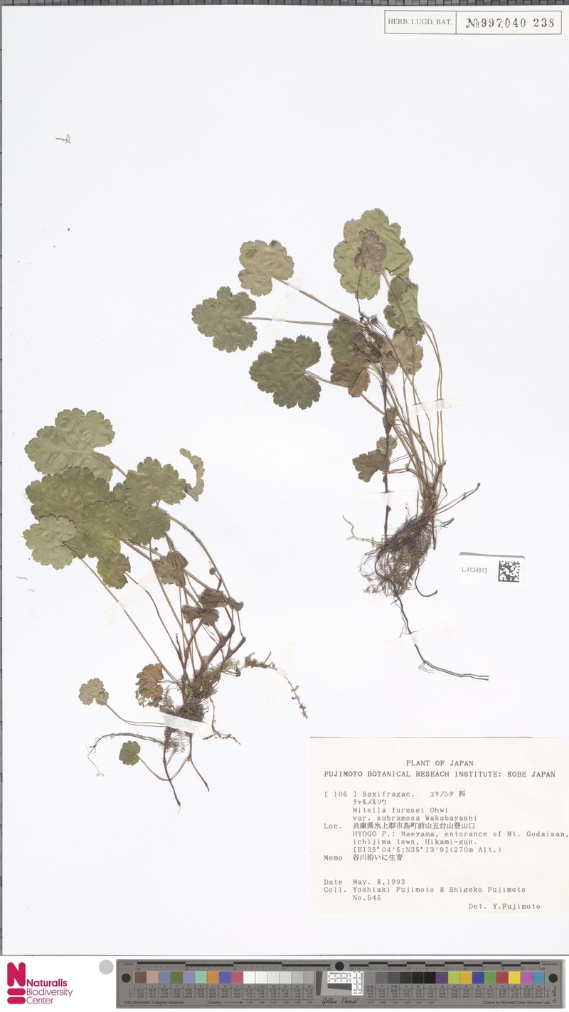 Asimitellaria furusei photo 5