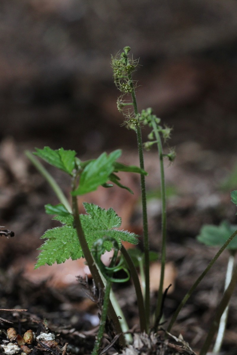 Asimitellaria japonica photo 4