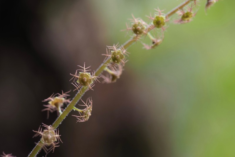 Asimitellaria japonica photo 5