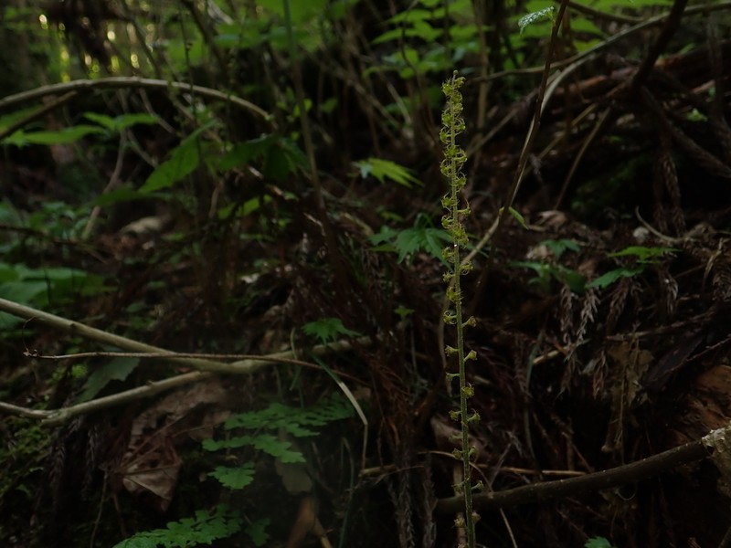 Asimitellaria japonica