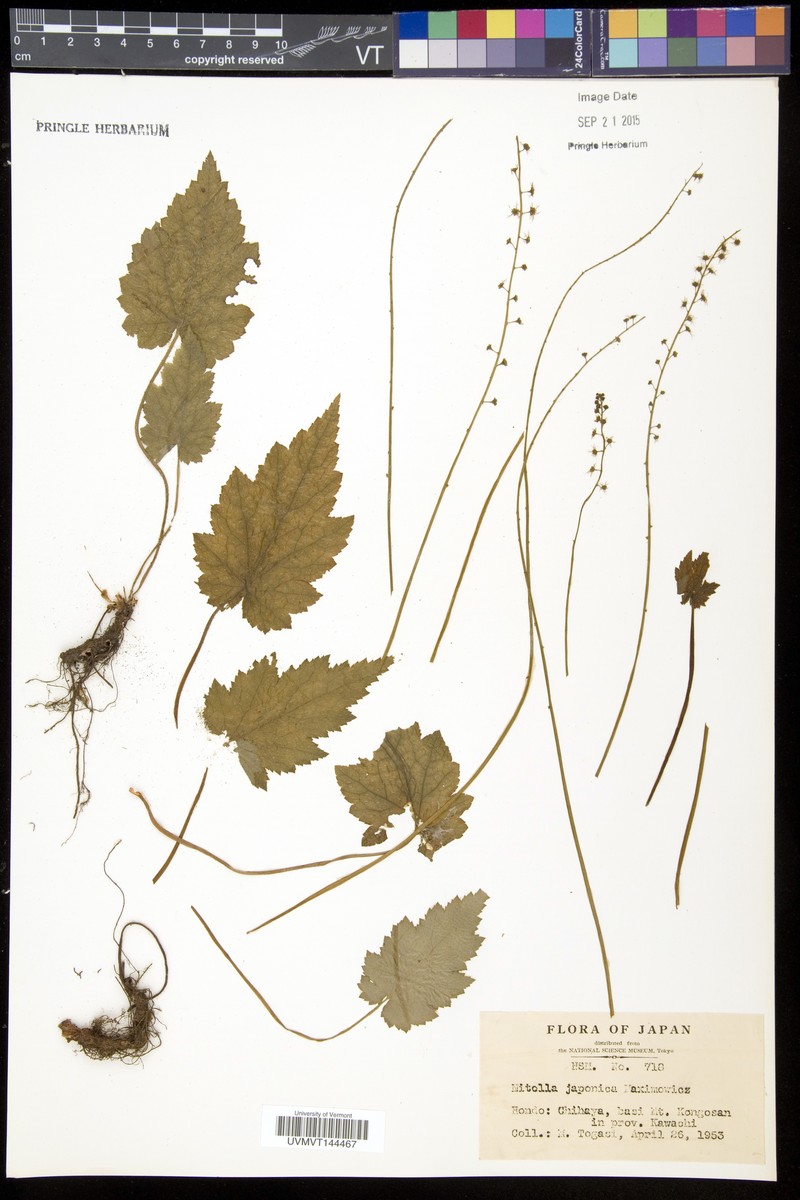 Asimitellaria japonica photo 2