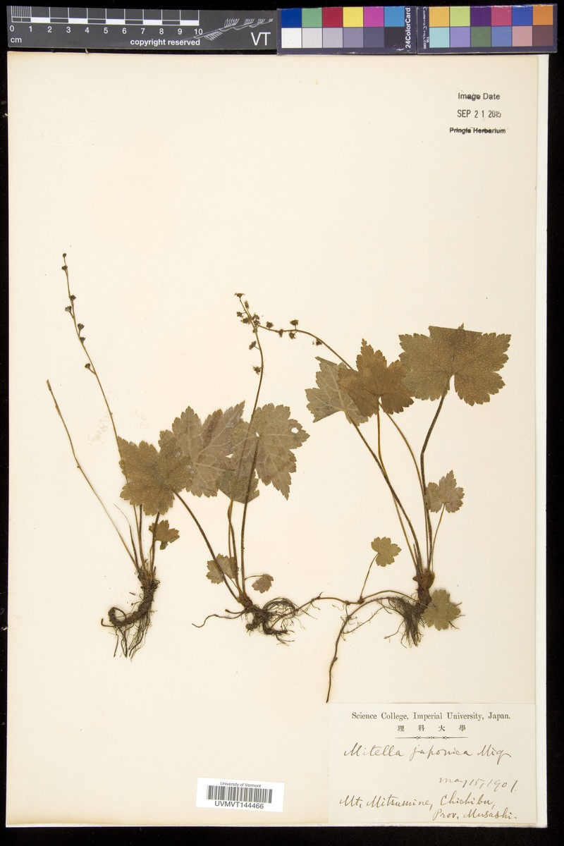 Asimitellaria japonica photo 3