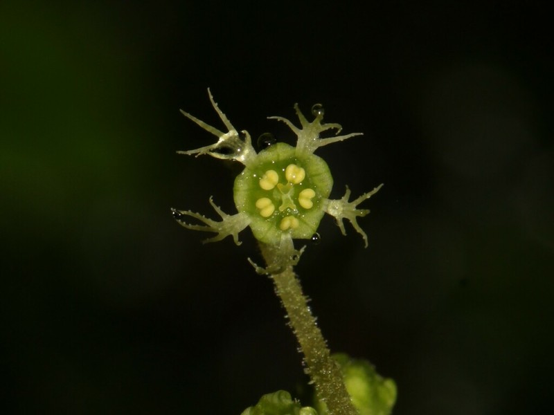 Asimitellaria kiusiana