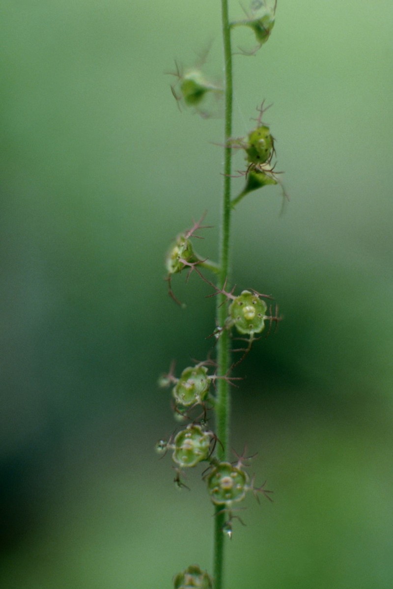 Asimitellaria kiusiana photo 2