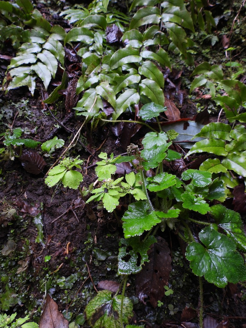 Asimitellaria koshiensis photo 4