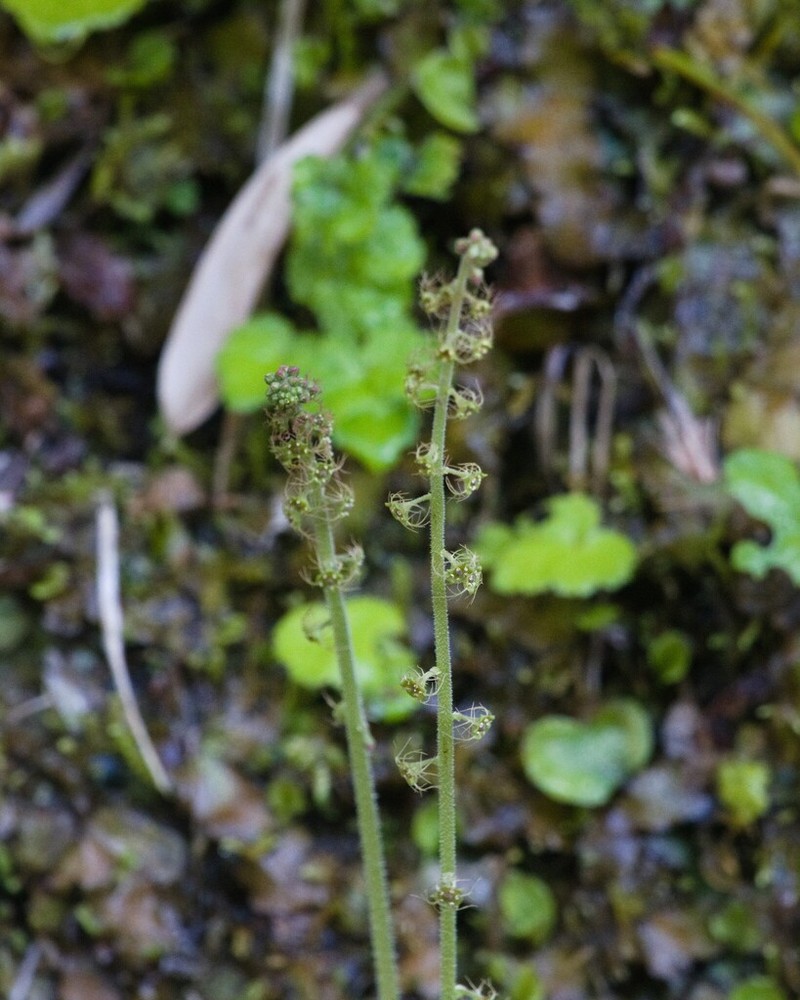 Asimitellaria koshiensis photo 5
