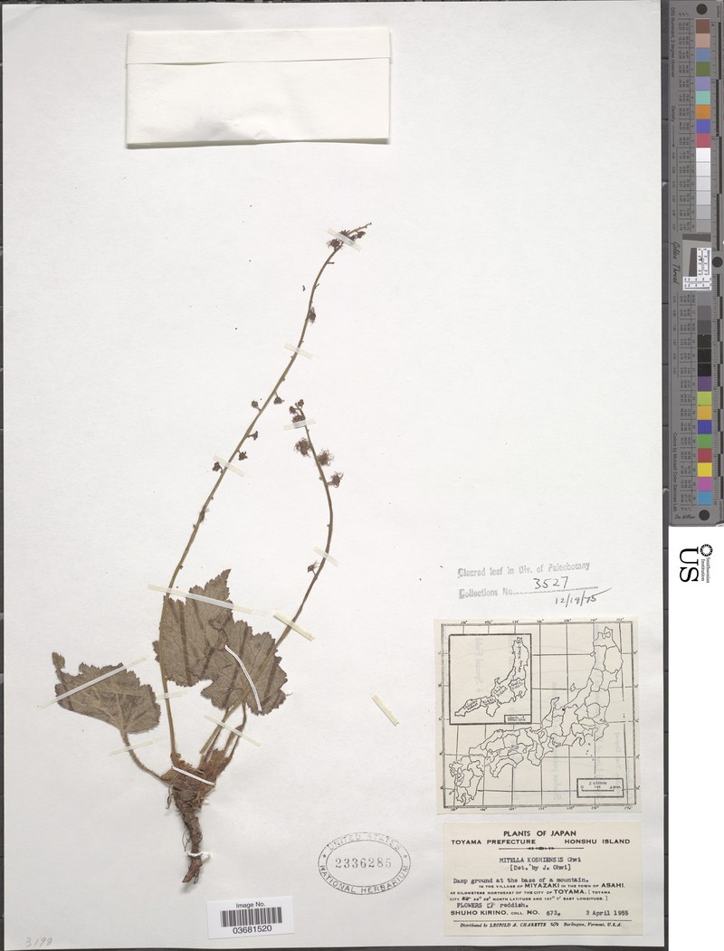 Asimitellaria koshiensis photo 6