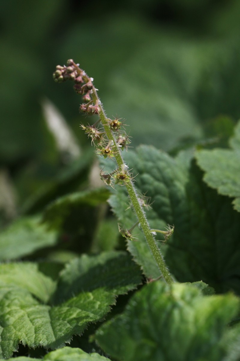 Asimitellaria koshiensis