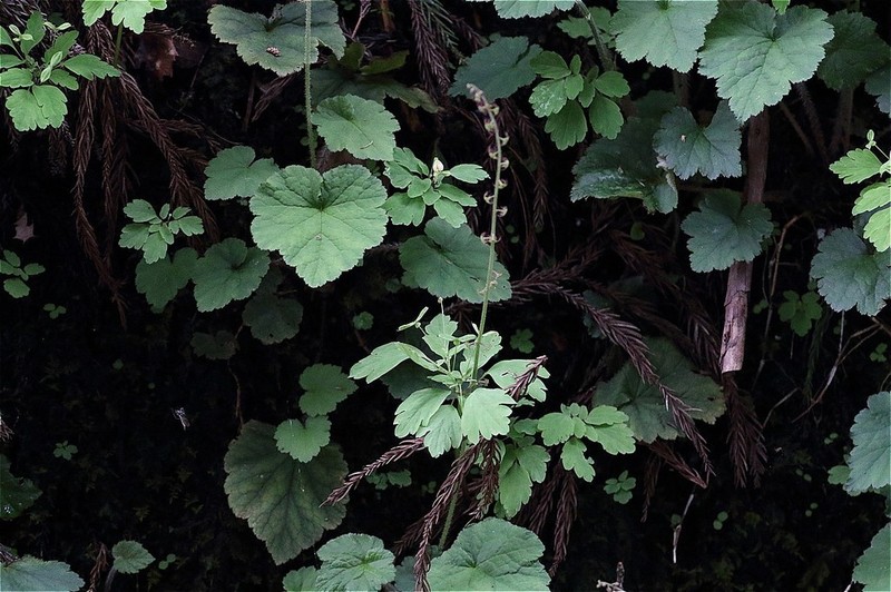 Asimitellaria koshiensis photo 2
