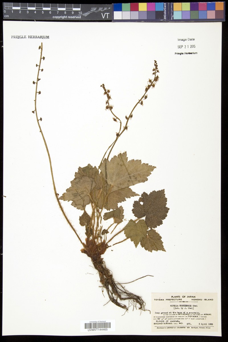 Asimitellaria koshiensis photo 3