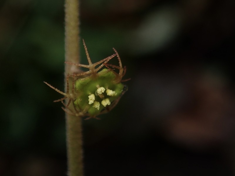 Asimitellaria pauciflora
