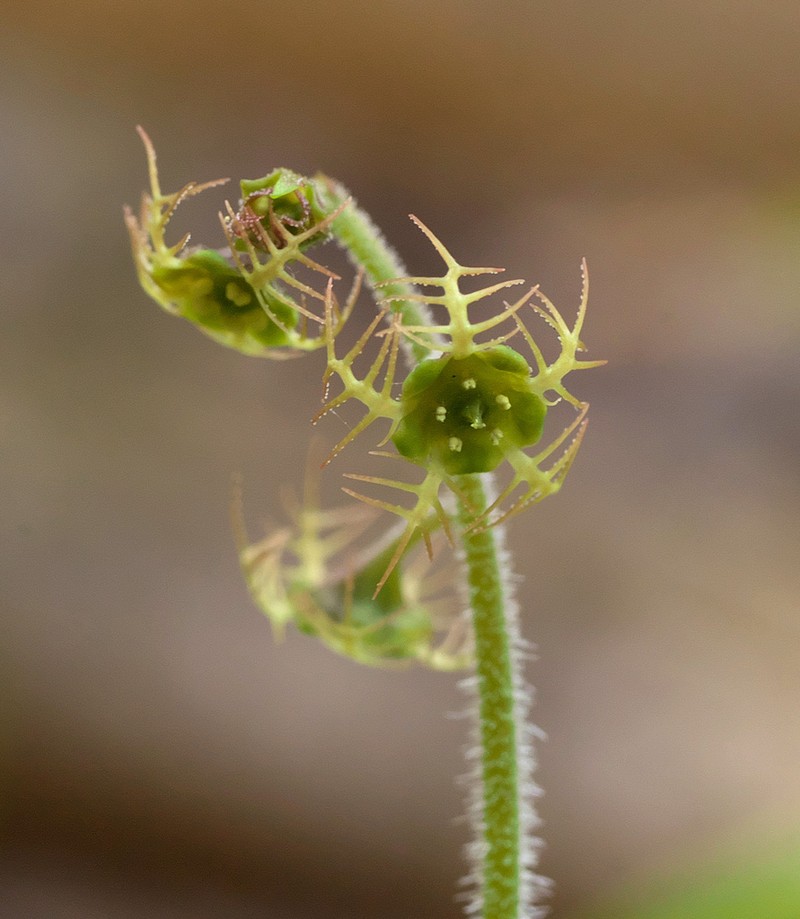 Asimitellaria pauciflora photo 2