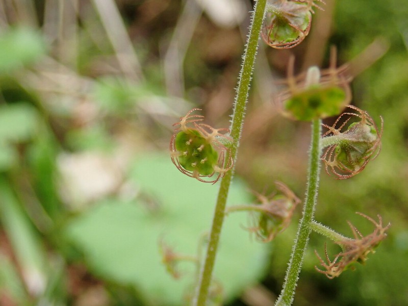 Asimitellaria pauciflora photo 3