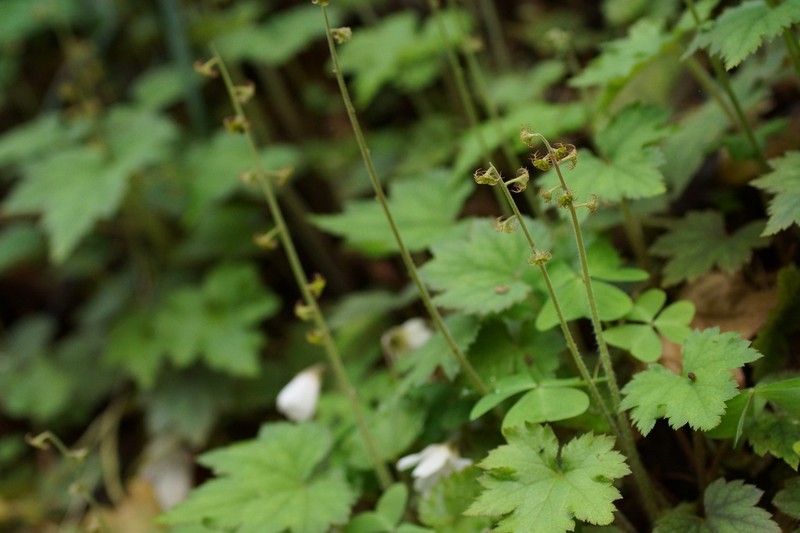 Asimitellaria pauciflora photo 4