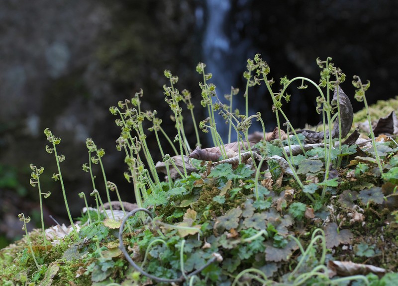 Asimitellaria pauciflora photo 5