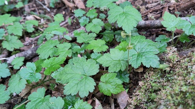Asimitellaria pauciflora photo 8